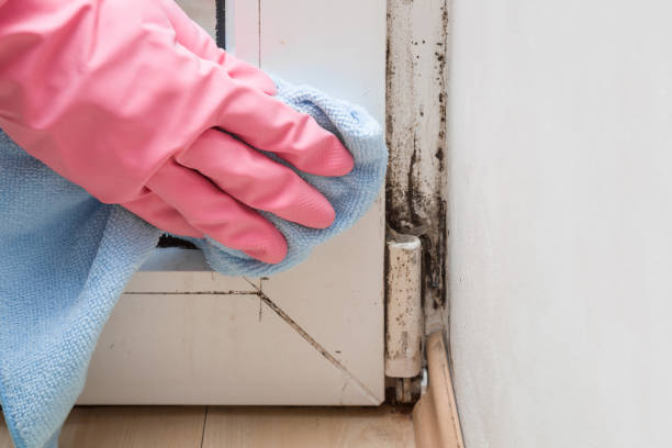 Best Attic Mold Removal  in Lumberton, MS